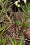 Appalachian stitchwort